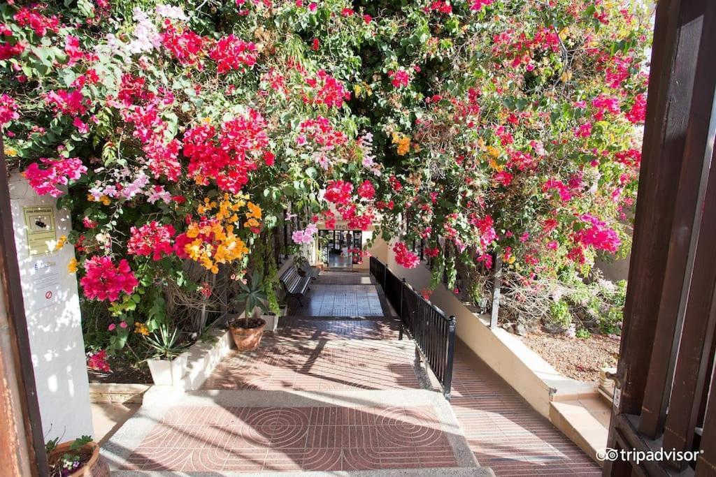 Pool & Gardens - Alisios Playa Apartment *