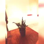 Casa Hibiscus