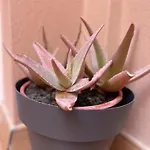 Apartamento Aloe