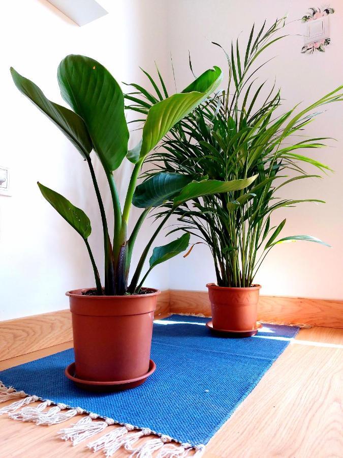 Apartamento Casa Ledù - Sunny In Fuerteventura *