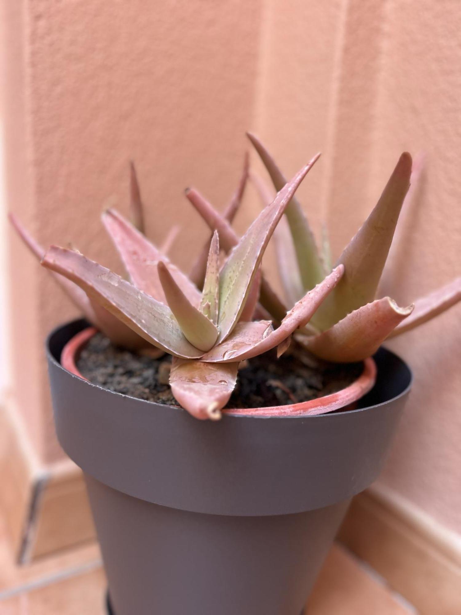 Apartment Aloe Corralejo