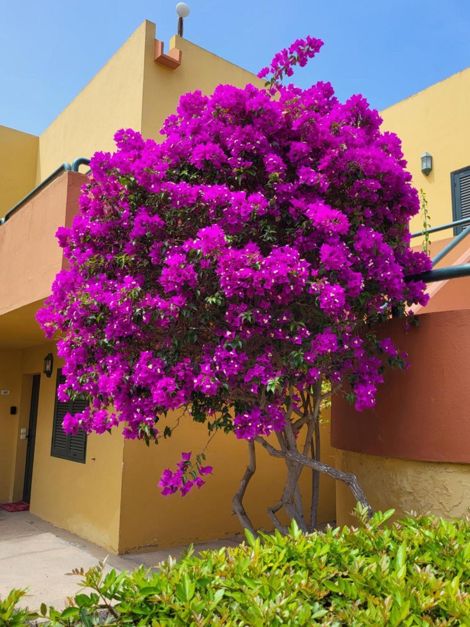 Casa Del Caballero Apartment Corralejo