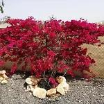 Dunasol Fuerteventura