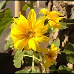 Capellania