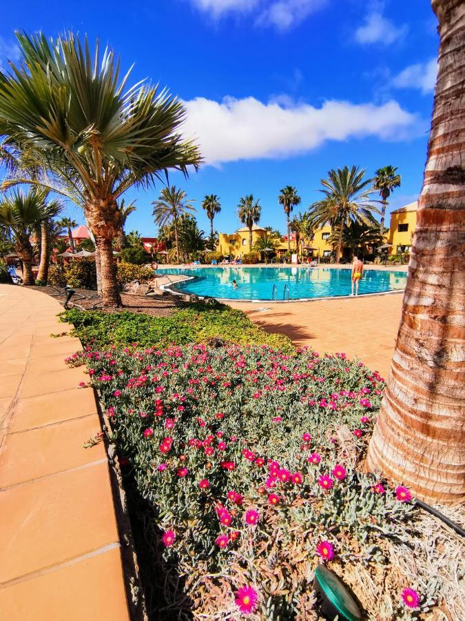 Spagnolo Oasis Tamarindo Corralejo