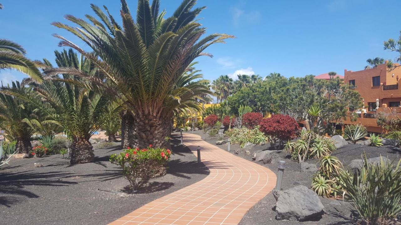 Oasis Royal 3 Piscinas Corralejo