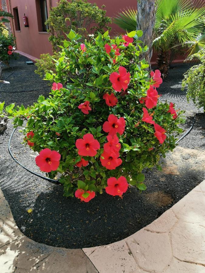 Spagnolo Oasis Tamarindo *