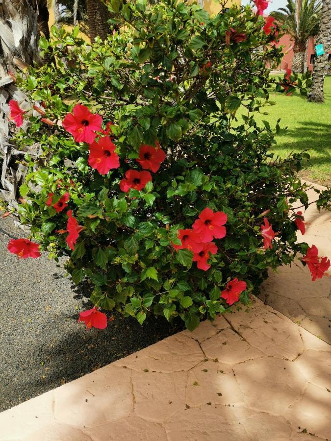 Spagnolo Oasis Tamarindo Corralejo