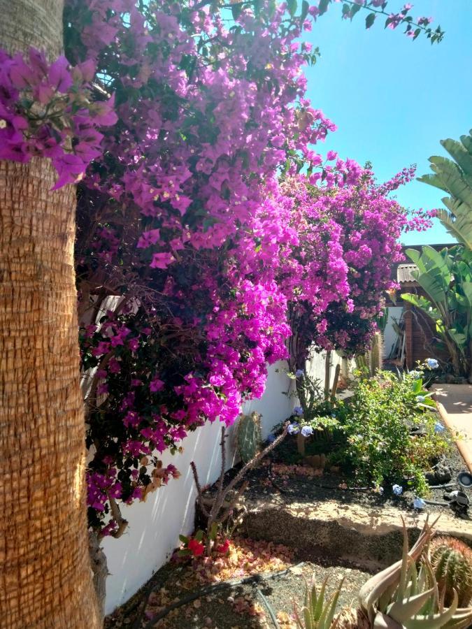 Villa Rosa Meravigliosa Con Piscina Interna Corralejo