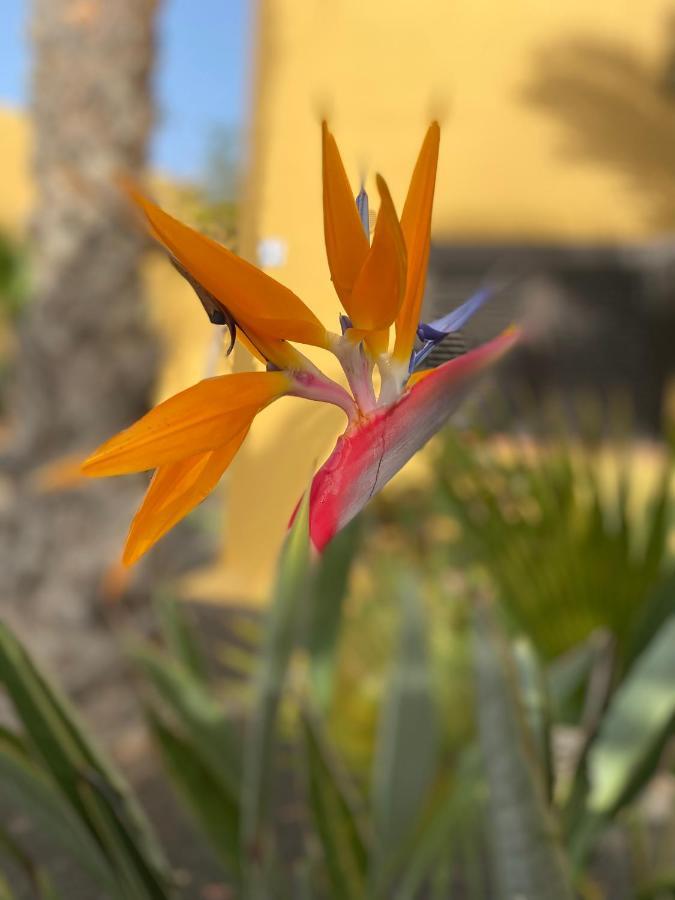 Fuerteventura Corralejo