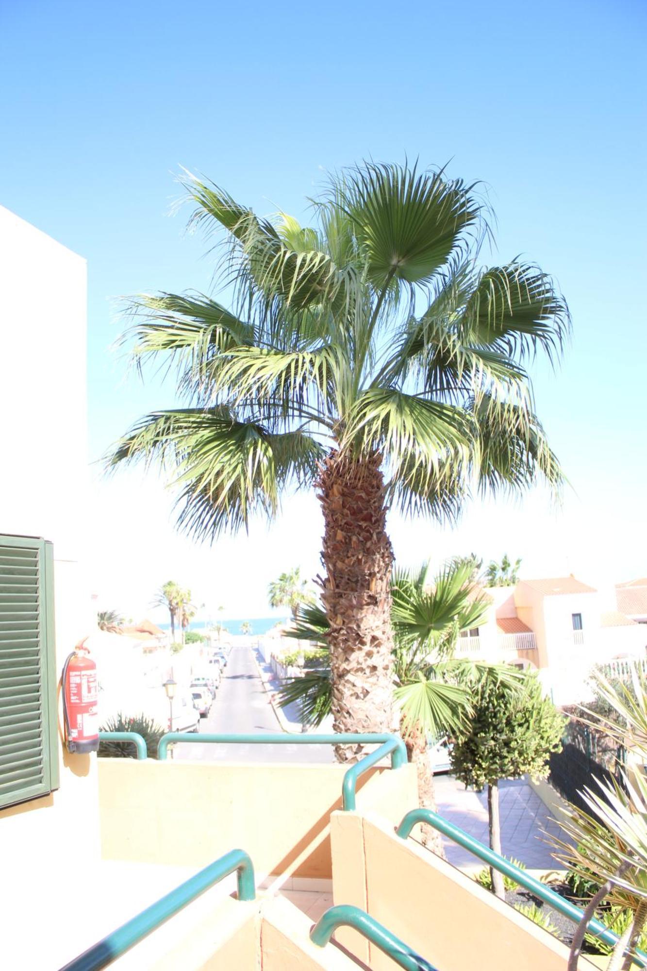 Pachi Atlantic Garden Apartamento Corralejo