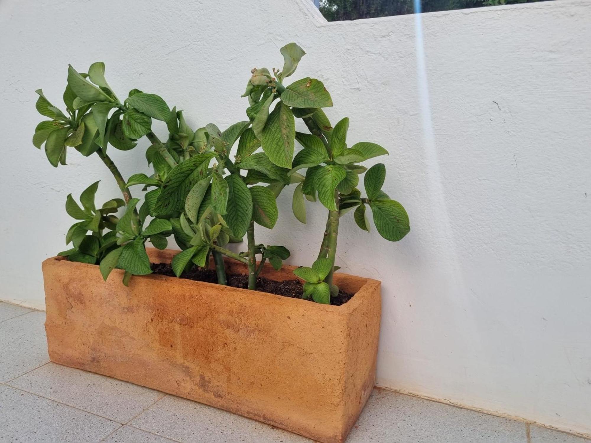 La Casa De Palomitas Apartment Corralejo