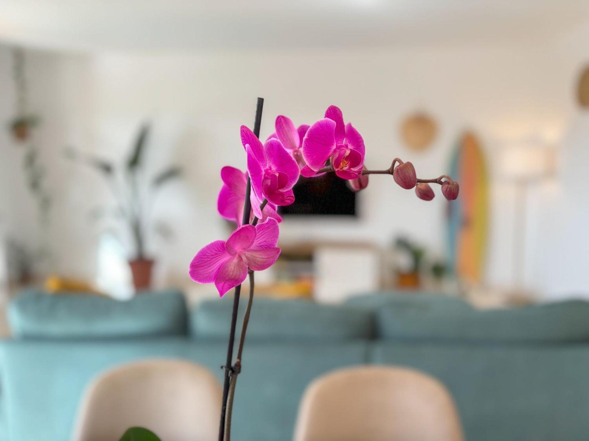 Villa Tarabilla With Private Pool & Ocean Views