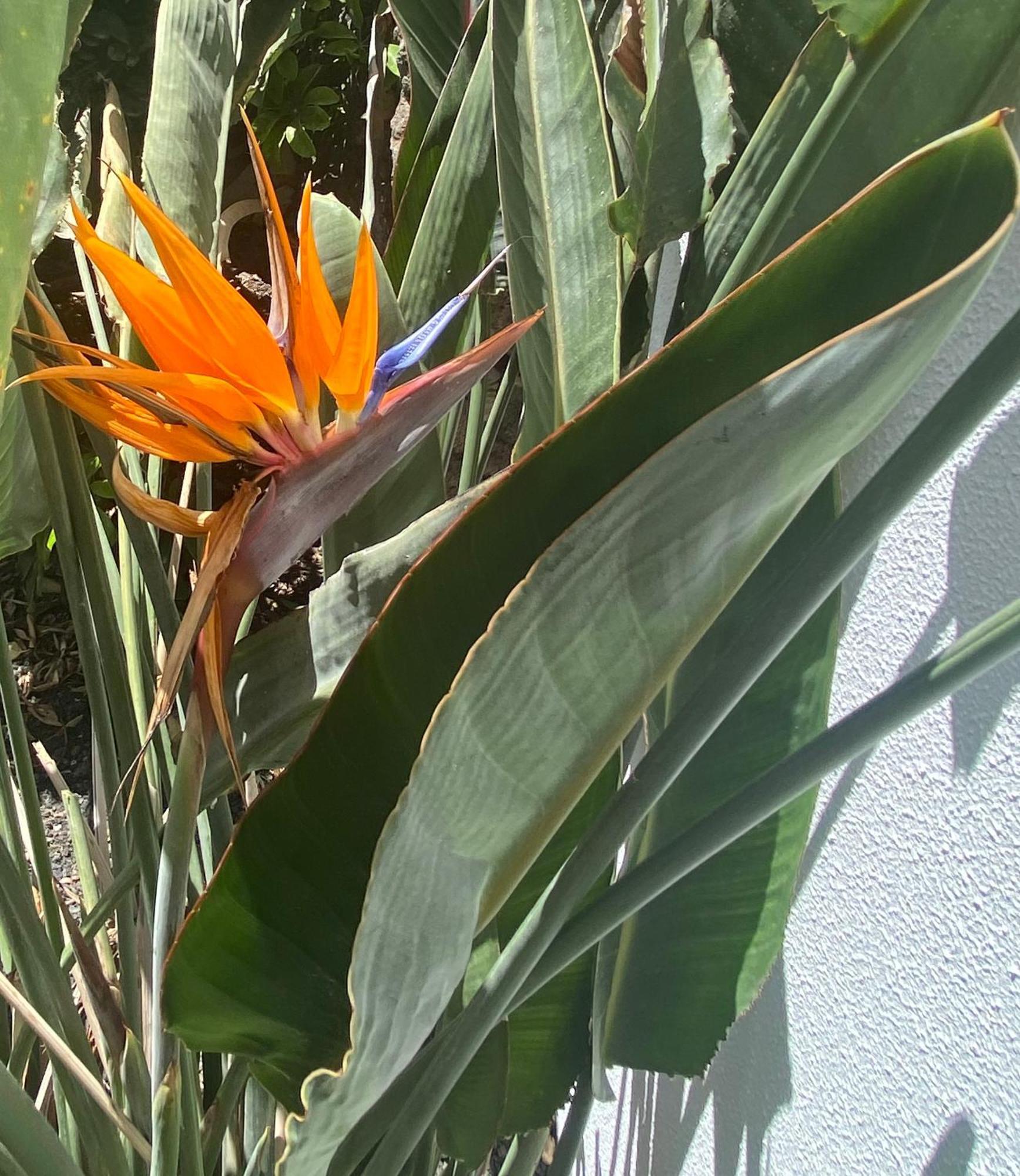 Casa Rosalia Holiday home Corralejo