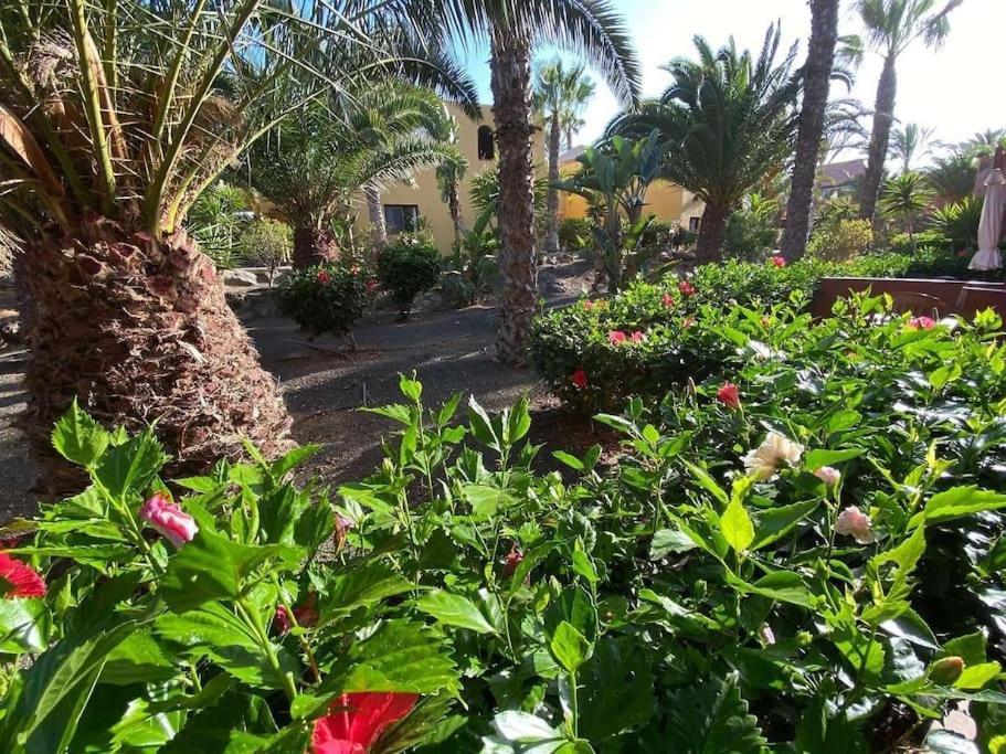 Comfortable With Park And Pools Corralejo