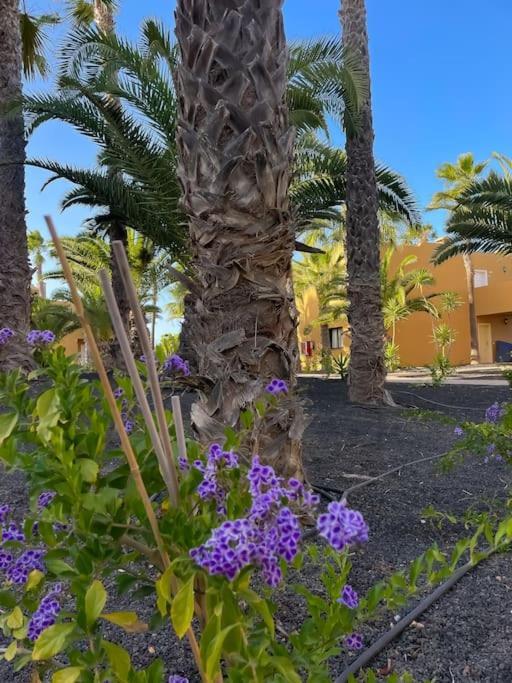 Apartment Oasis La Palmera *