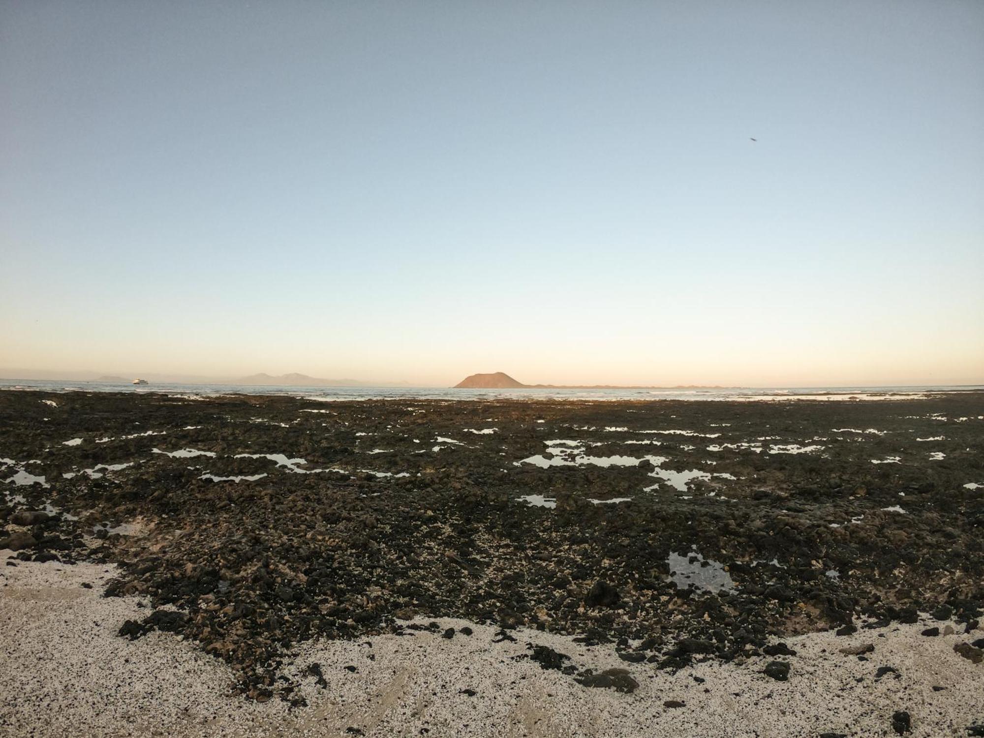 Drago 1 Atlantic Garden Corralejo