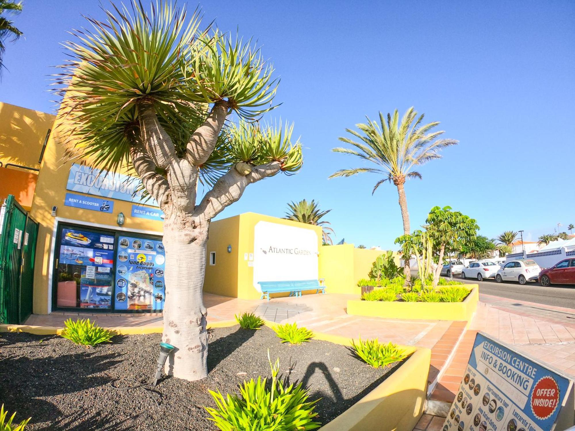 Drago 1 Atlantic Garden Corralejo