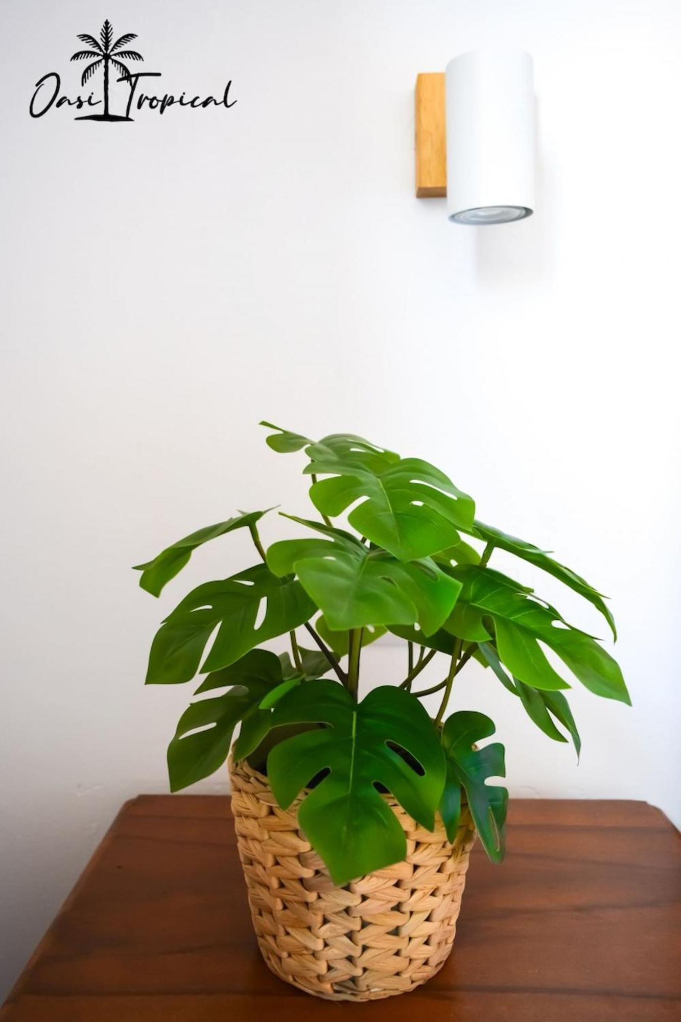 Oasi Tropical Wifi Free By Rentalfue *
