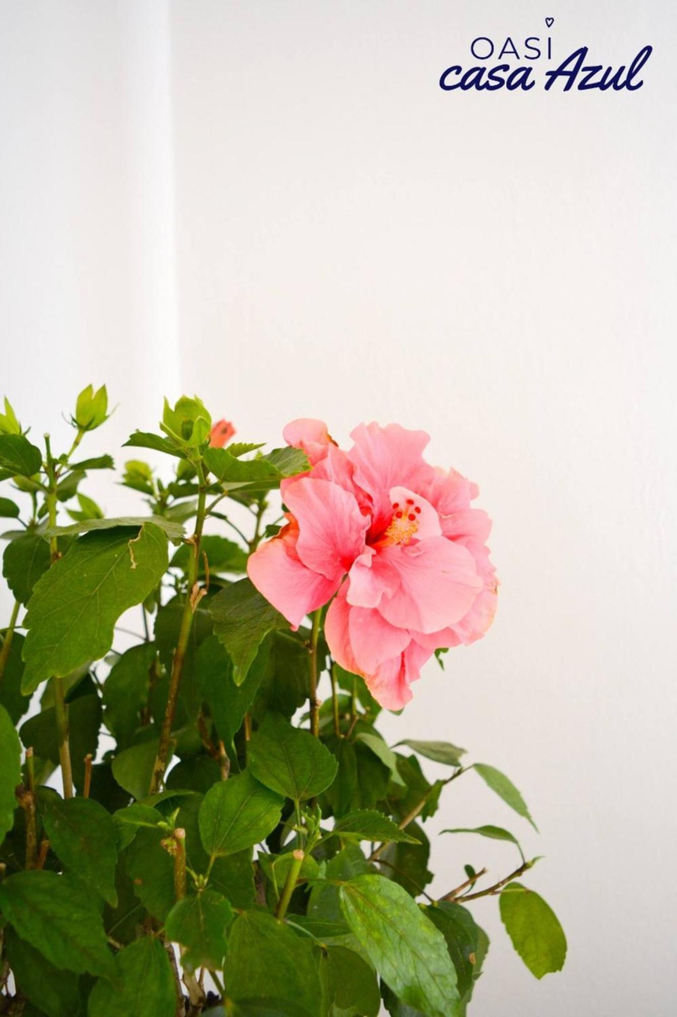 Apartment Oasi Casa Azul Wifi And Pool Free By Rentalfue