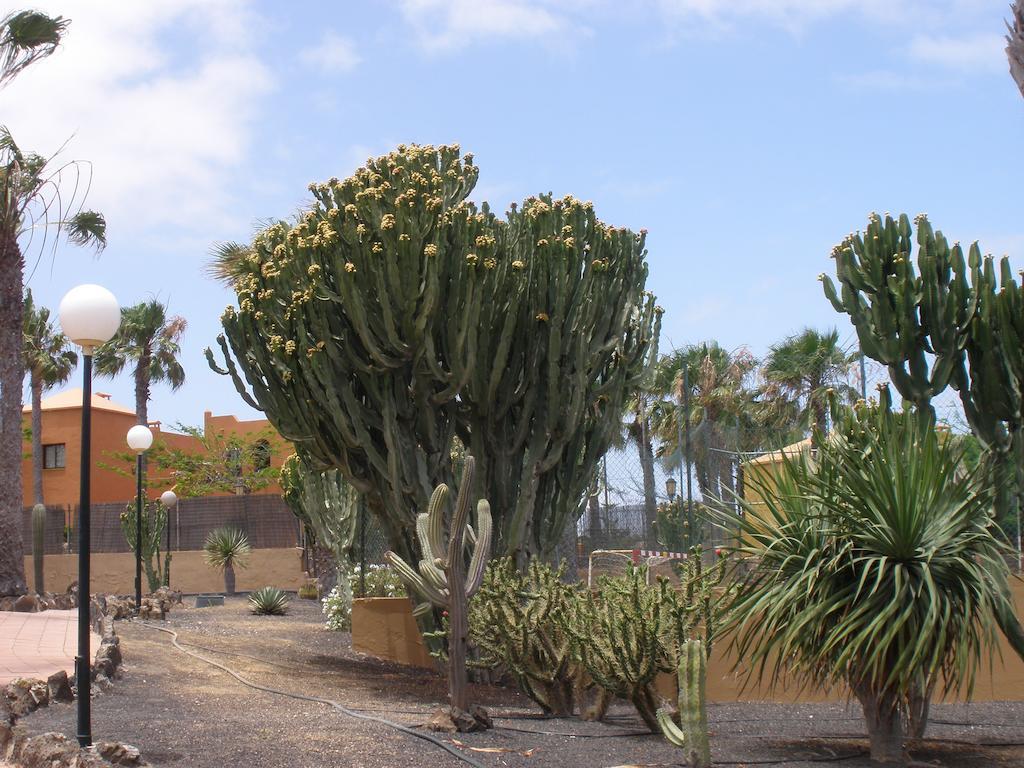 Oasis Dunas 3* Corralejo