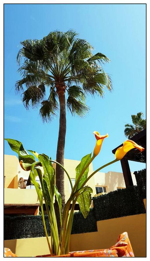 Lur De La Playa Corralejo