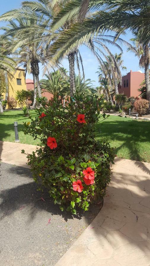 Spagnolo Oasis Tamarindo Corralejo