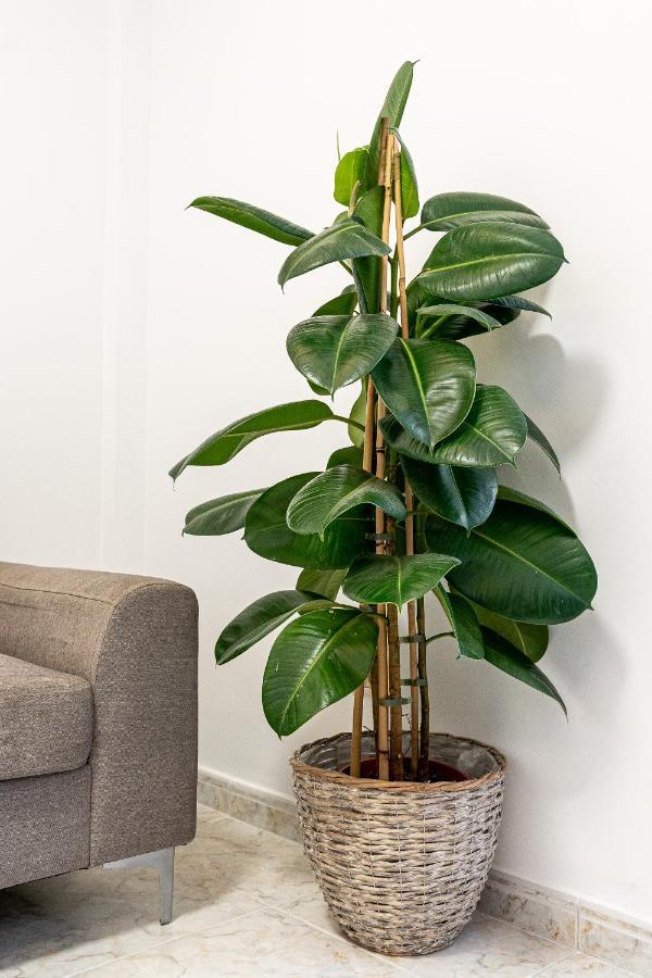 Apartment Casa Canely *